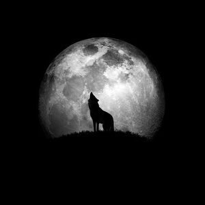 Meet your Posher, Siddy